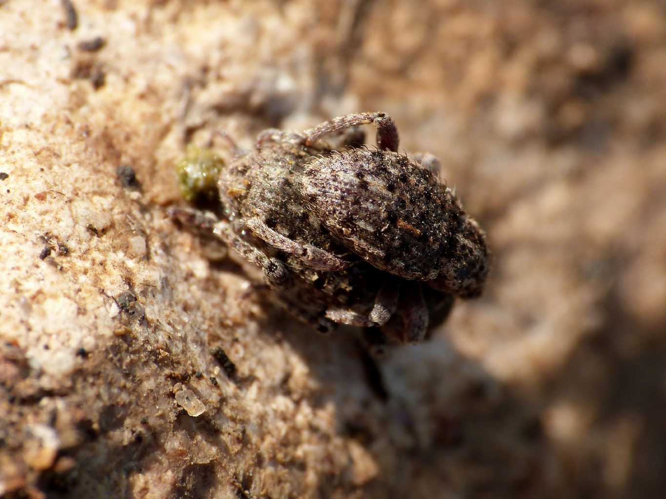 Curculionidae in accoppiamento - Limobius borealis